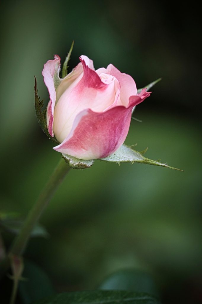 rose, flower, petals, stem, rose petals, bloom, blossom, flora, rose flower, beautiful flowers, flower background, floriculture, horticulture, botany, nature, flower wallpaper, plant